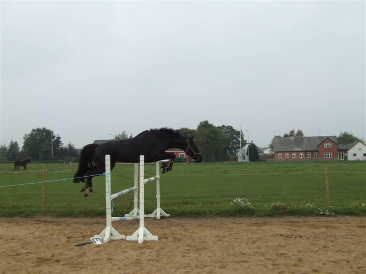 Anden særlig race Mowgli billede 9