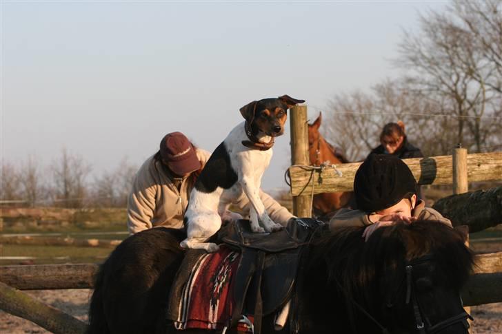 Shetlænder Tulle billede 15