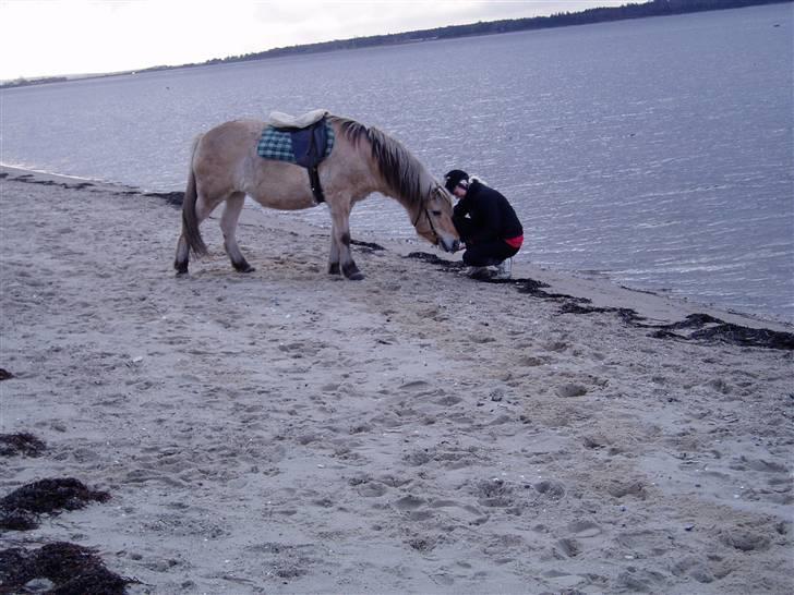 Fjordhest Miklagaards Flicka - det var vist os det tætteste hun turde gå i nærheden af fjorden ;) billede 5