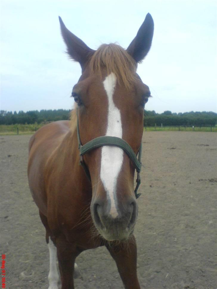 Dansk Varmblod Lucky Z. (SOLGT) billede 7