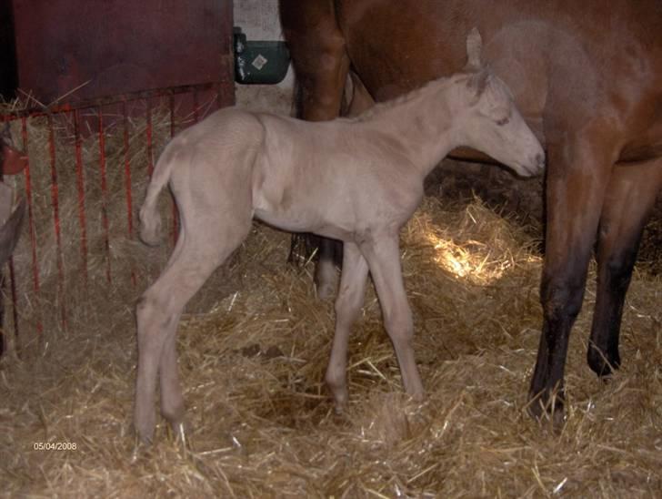 Palomino Søvangs Marquis *solgt* billede 3