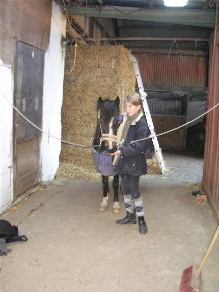 Welsh Pony af Cob-type (sec C) Fanny (Solgt) - i stalden. på vej til en god tur i skoven billede 7
