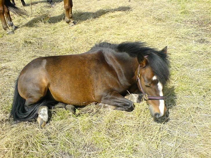Welsh Pony af Cob-type (sec C) Fanny (Solgt) - så er det sove tid.. ZzzzZzzz billede 8