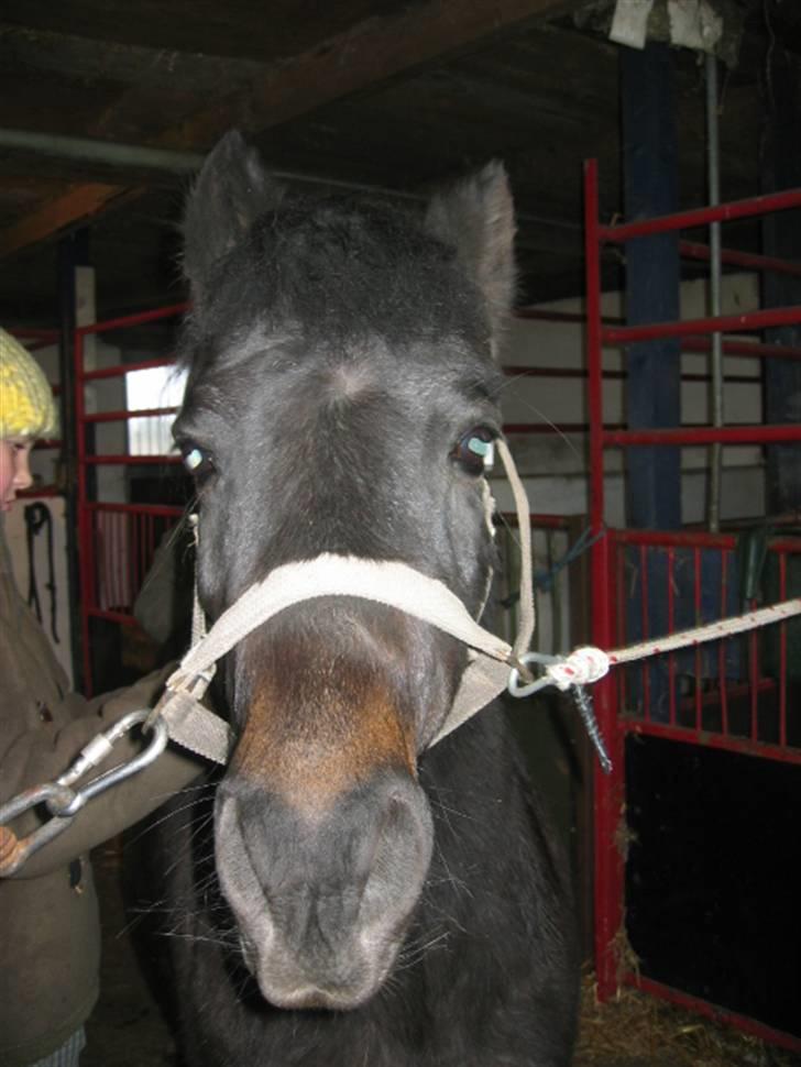 Anden særlig race Buster  - Gør klar til stævene billede 2