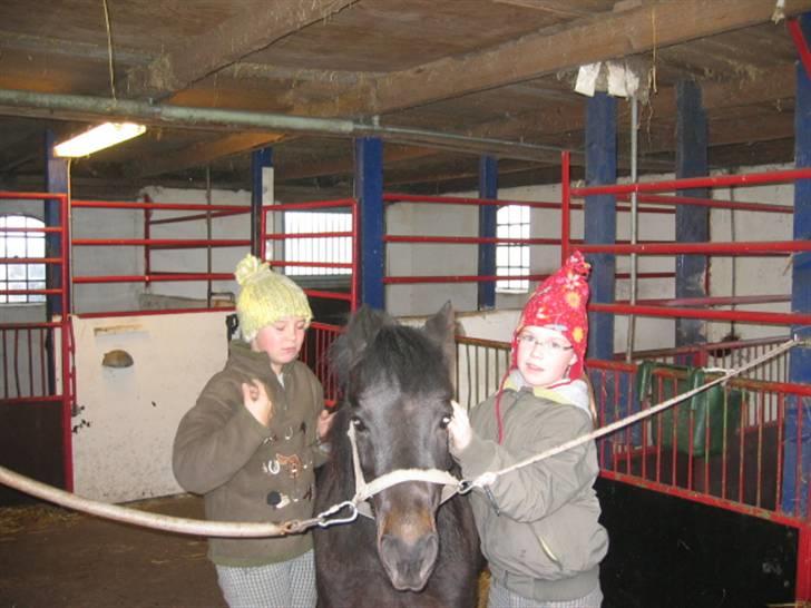 Anden særlig race Buster  - Så lille pony nu skal du ud og bestille noget (på vel til højdespring ØGR) billede 3