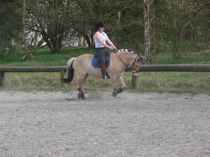 Fjordhest Felix - Undervisning 27.04.08 - SLIP hesten Camilla råber underviseren *GG* (fotograf Kia) billede 18