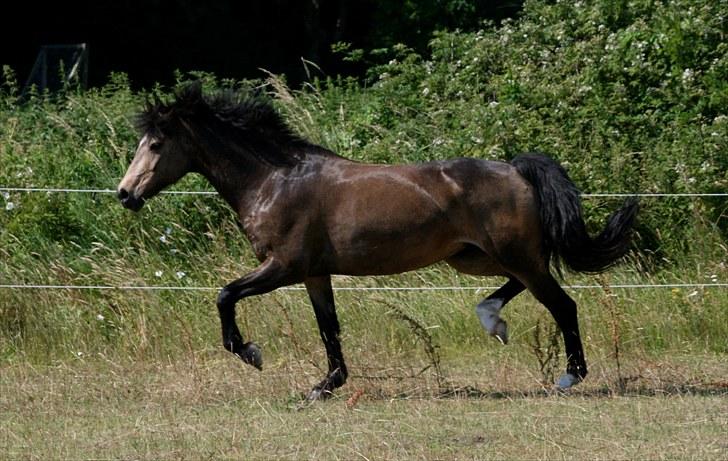 Connemara Ac-Ibra af Engvang - ibra på folden på møn :) sommer 2010. billede 17