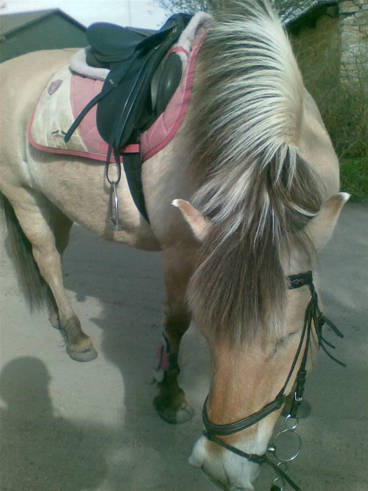 Fjordhest LOTTE Gl. PART billede 14