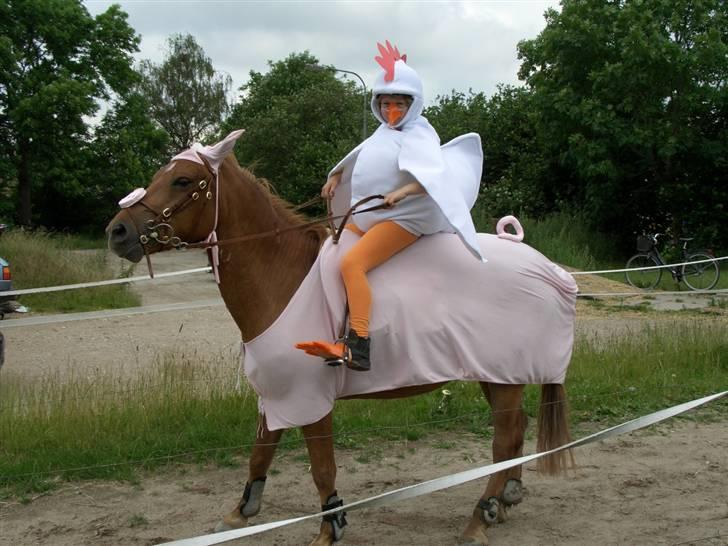 Anden særlig race Valentins Sirocco R.I.P - Velkommen til Valentins profil læg gerne en kommentar haha grisen gunnar og kyllinge Kaj XD miin ponz billede 1