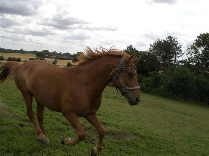 Anden særlig race Valentins Sirocco R.I.P - valentin <33 billede 2