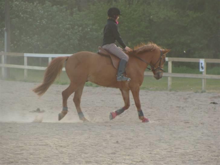 Anden særlig race Valentins Sirocco R.I.P - lidt dressur<3 billede 3