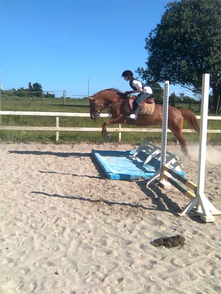 Anden særlig race Valentins Sirocco R.I.P - Vandgrav <3 taget af: MBP-foto billede 4