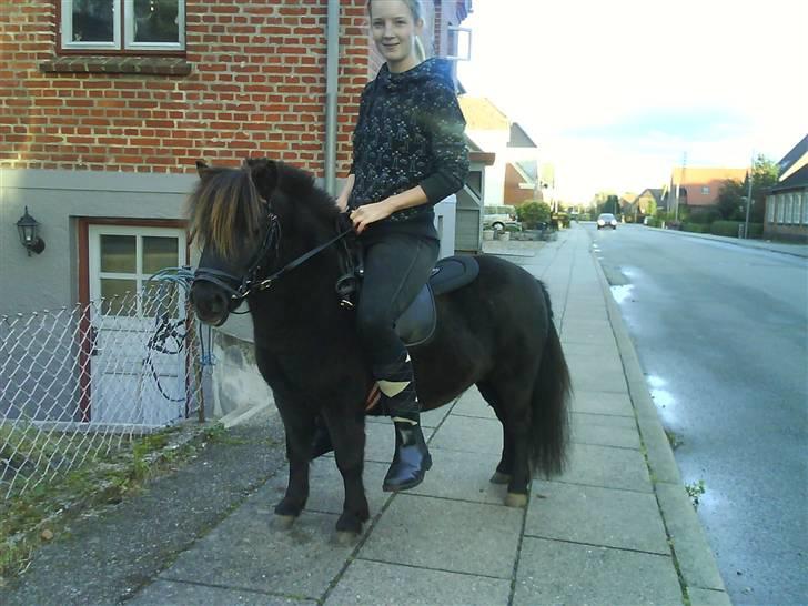Shetlænder Rex solgt :`-) - ida rider på Rex. (bare rolig hun vejer kun 50 kg) billede 1