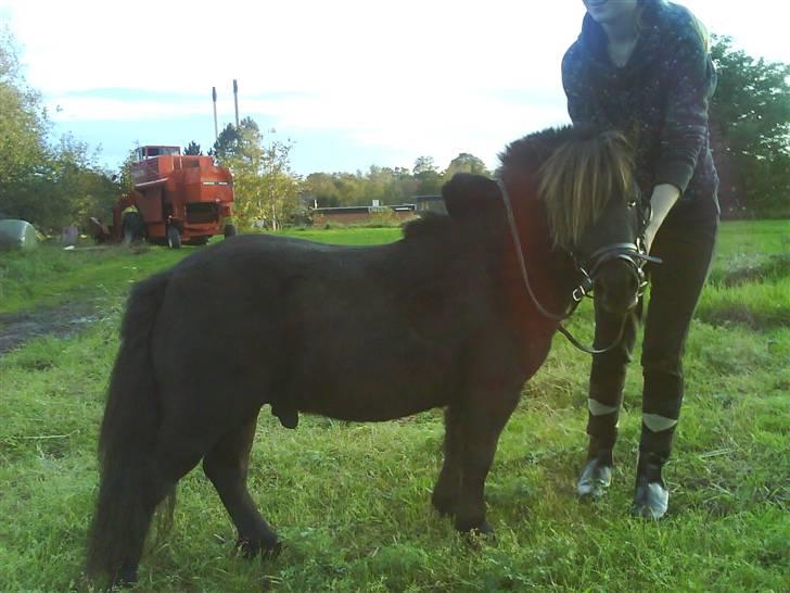 Shetlænder Rex solgt :`-) billede 2