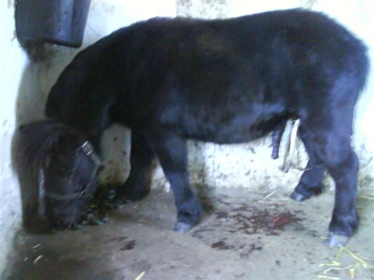 Shetlænder Rex solgt :`-) - blev lige kastereret billede 3