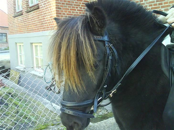 Shetlænder Rex solgt :`-) - er han ikke smækker billede 4