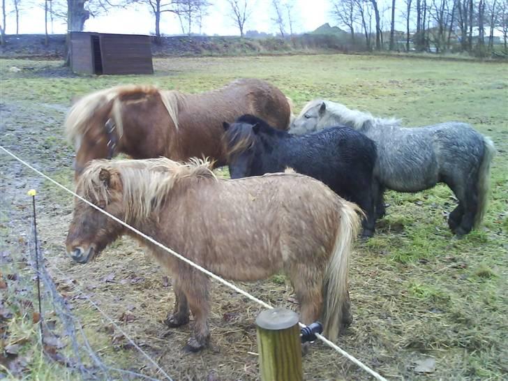 Shetlænder Rex solgt :`-) - på fold med vennerne  billede 5