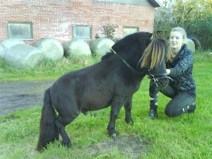 Shetlænder Rex solgt :`-) billede 6