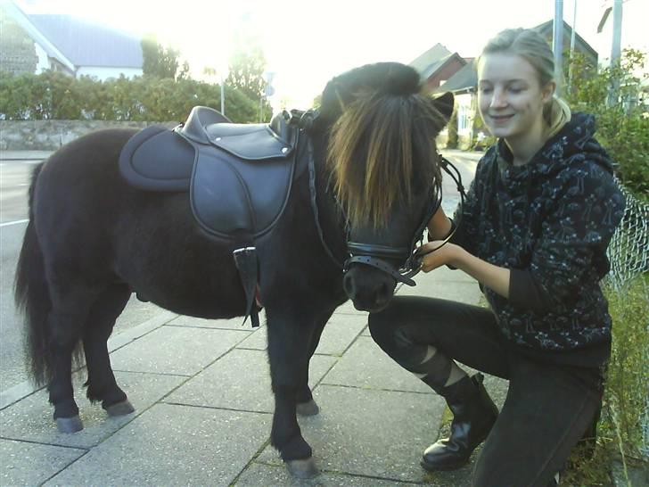 Shetlænder Rex solgt :`-) billede 7