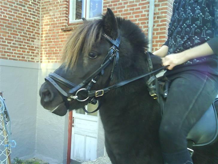 Shetlænder Rex solgt :`-) billede 8