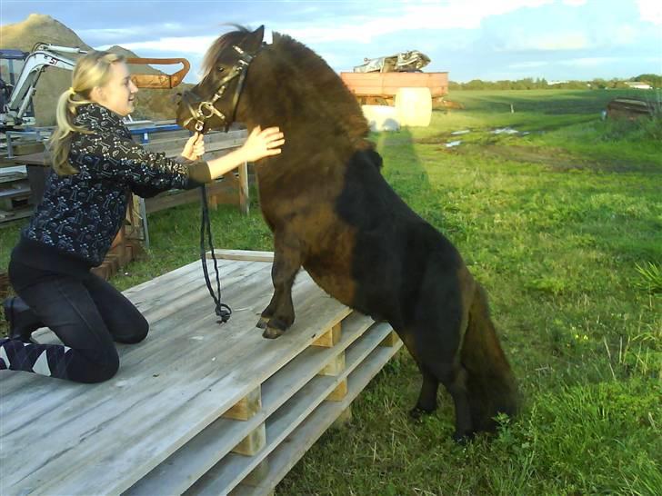 Shetlænder Rex solgt :`-) - spørg lige om vi har styr på byggemarket :-) billede 9