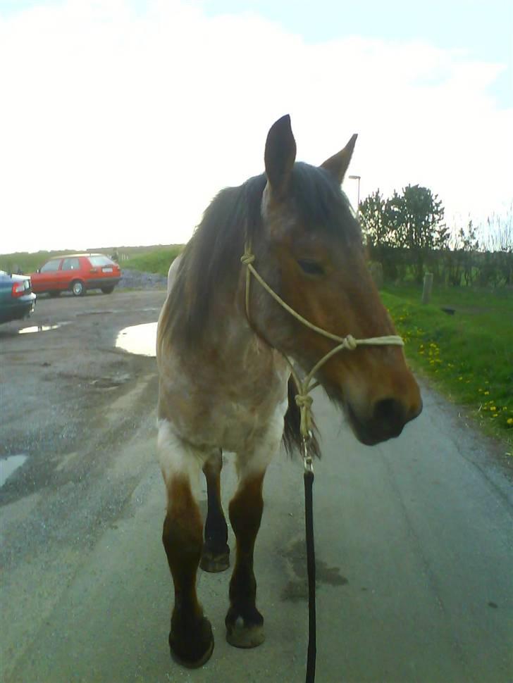 Anden særlig race Kampvogn *Har trænet* - 2 år - taget af Tinna billede 15
