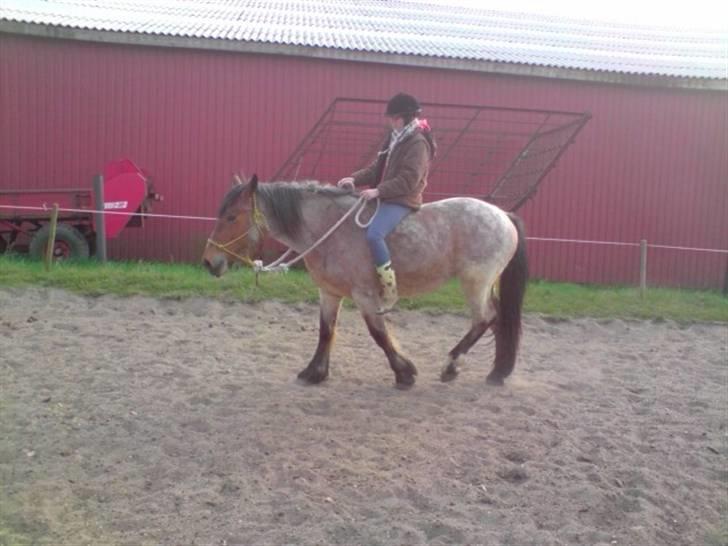 Anden særlig race Kampvogn *Har trænet* - Tilridning - 2 gang med rytter :)  billede 16