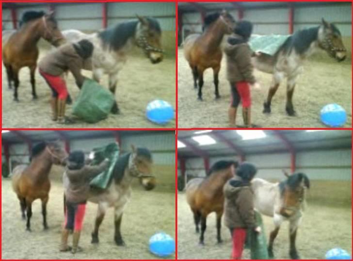 Anden særlig race Kampvogn *Har trænet* - plastik på for 1. gange. hun var kun 1. år, var bange for dækner og andre ting der skulle på hende, og jeg havde kun arbejdet med hende i 4 dage.. - taget af Lissi (fra film) billede 17