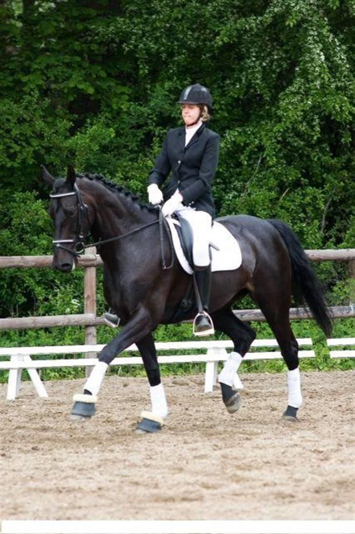 Anden særlig race Mrs. Coco † R.I.P SAVNET  - Øgning til 9-tal :b blærerøvs hest! billede 3