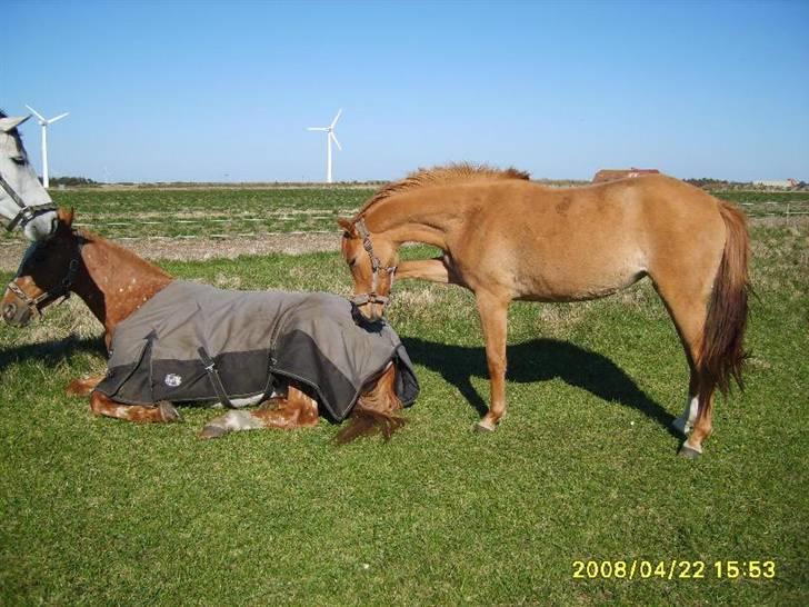 Appaloosa Pablo " solgt :(" - "kom nu, vil lege" :b ,  Pablo´s adoptiv datter Zoe der li skal se om han er med på noed sjov :b billede 14