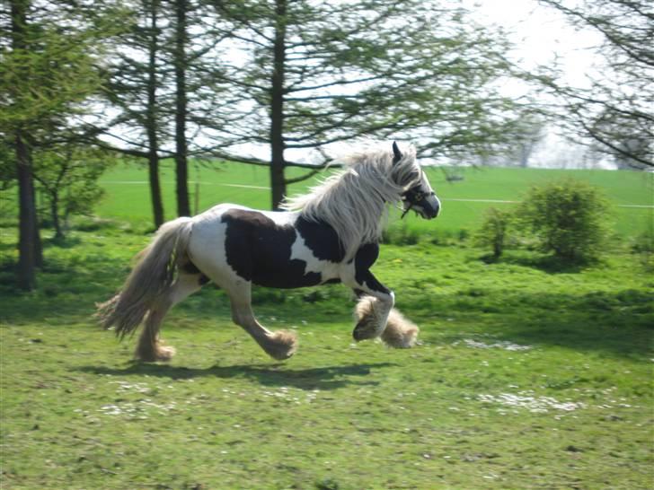 Tinker Sir Aragorn billede 4