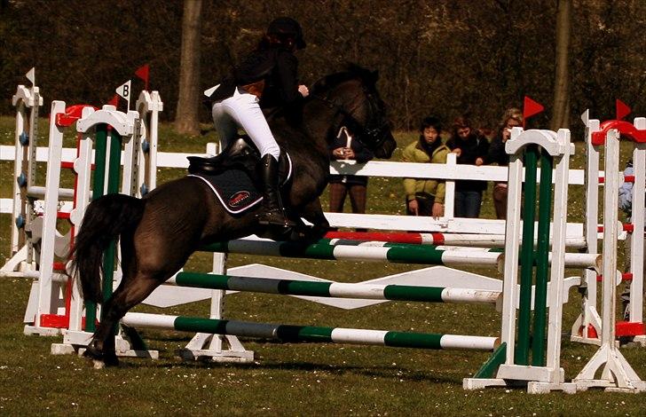 Hollandsk Sportspony - Lady Black  - Spring stævne på SIV i april 2008 | © www.arnora.dk billede 11