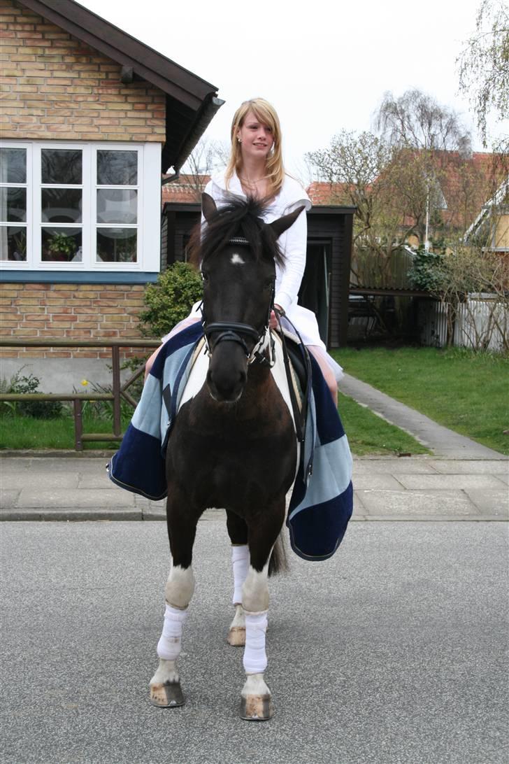 Hollandsk Sportspony Painted With Black SOLGT - Mig og Poppe XD Haha i Konfirmations kjole.. ;)<33 billede 18