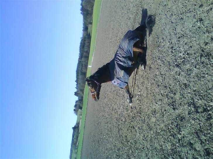 Anden særlig race Comet [SAVNEDE] /'; - En rulletur er altid dejligt! billede 4