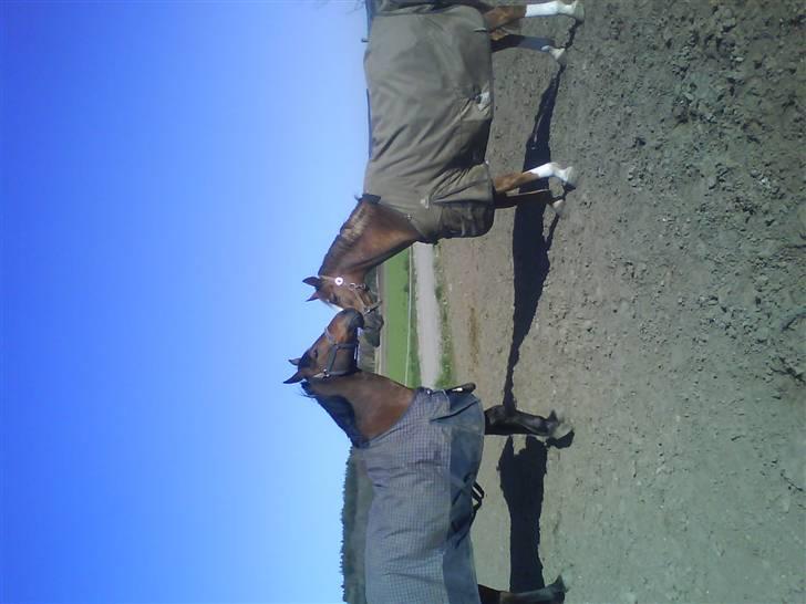 Anden særlig race Comet [SAVNEDE] /'; - Benji og Comet, kvalitetstid I ved? billede 5