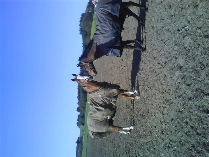 Anden særlig race Comet [SAVNEDE] /'; - På fold med Benji :) De hygger sig sammen :) <´´3 billede 9