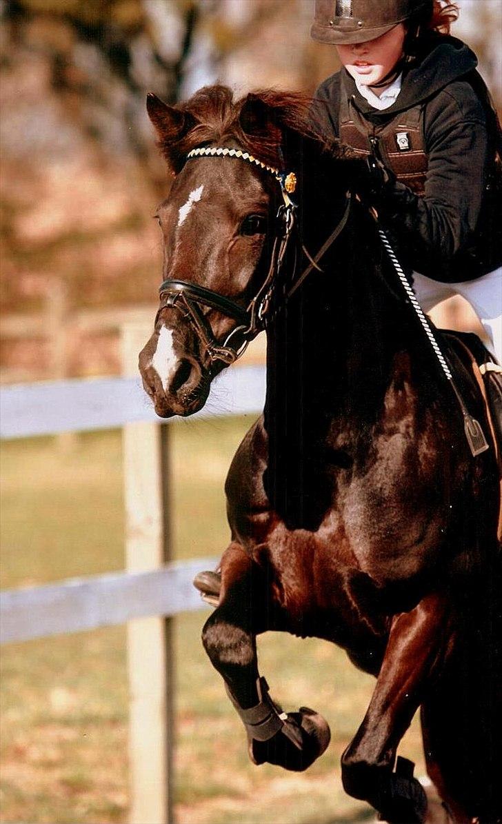 Hollandsk Sportspony - Lady Black  - Spring stævne på HSK i 2007 billede 12