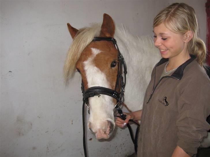 Pinto Lucky Boy - Nana gør Lucky klar til en endnu en lille ridetur i hallen, april 2008. billede 2