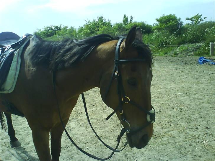 Anden særlig race Bruno, savner dig :'( <3 - Savner dig så ufattelig meget :´( billede 13