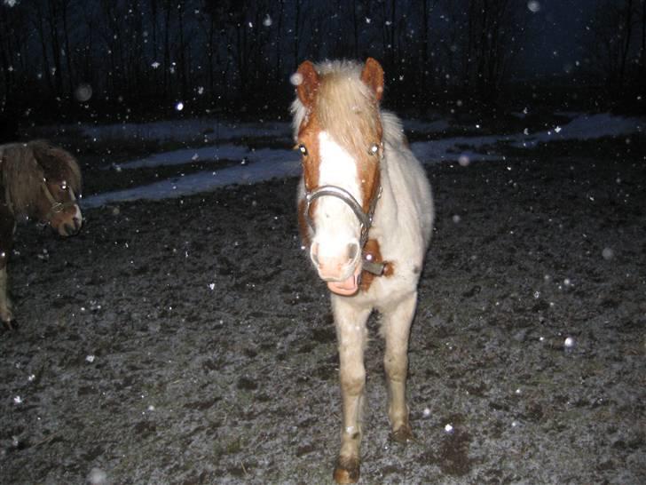 Pinto Lucky Boy - Lucky ude i snevejr, februar 2008. billede 3