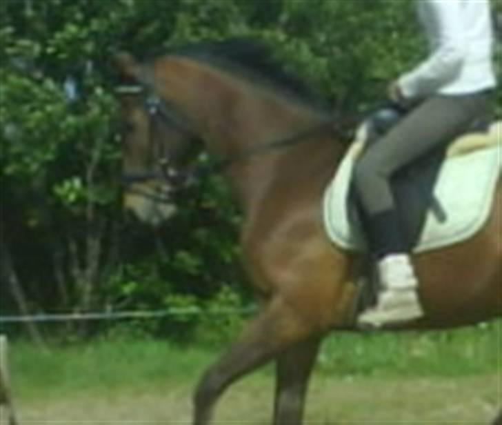 Anden særlig race Bruno, savner dig :'( <3 - Savner dig, finder aldrig en hest som dig :´( billede 14