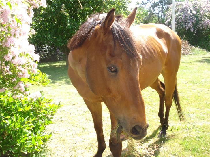 Anden særlig race Bruno, savner dig :'( <3 - Savner dig, finder aldrig en hest som dig :´( billede 15