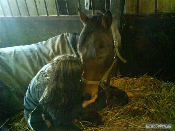 Anden særlig race Bruno, savner dig :'( <3 - Savner dig, finder aldrig en hest som dig :´( billede 16