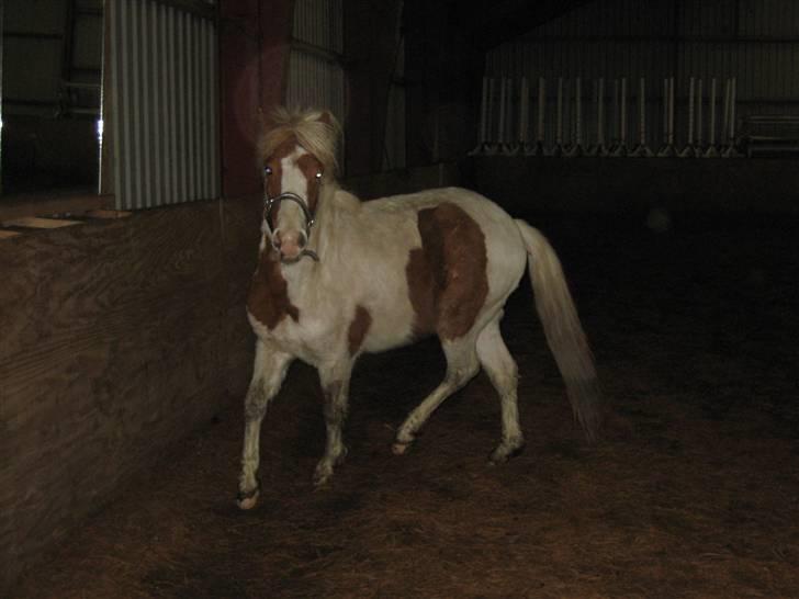 Pinto Lucky Boy - Første gang Lucky er i ridehuset, spejlet er meget interessant marts 2008. billede 4