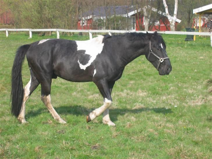 Pinto Hingst Hjalman af korup  billede 3