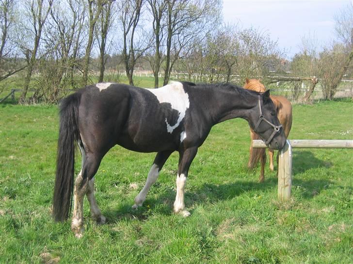 Pinto Hingst Hjalman af korup  billede 5