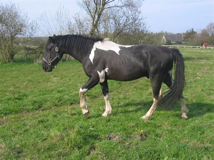 Pinto Hingst Hjalman af korup  billede 6