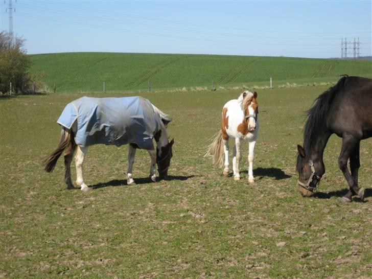 Pinto Lucky Boy - På fold med et par af kammeraterne, april 2008. billede 5