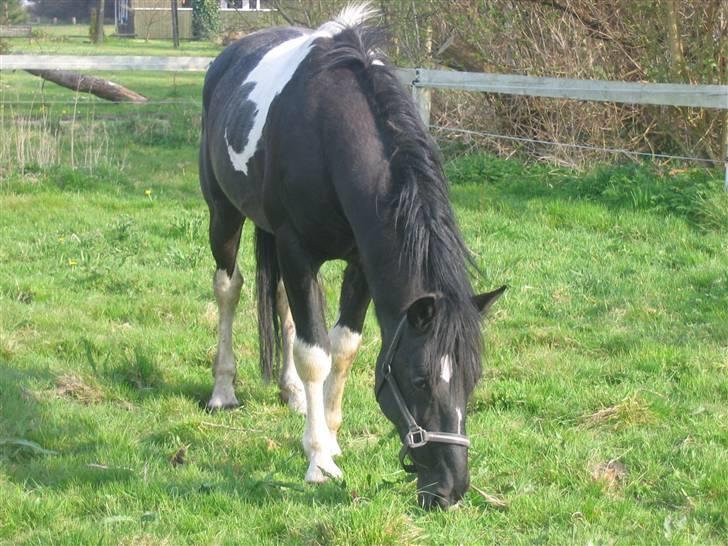 Pinto Hingst Hjalman af korup  billede 7