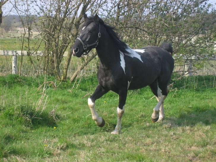 Pinto Hingst Hjalman af korup  billede 8